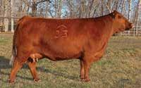the 2010 Canadian Red Angus Champion. Her sire is the popular Soldier 365W. This is about as elite a pedigree as you can find in Canada or anywhere else.