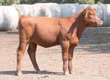 166 RHODES 14Y WINDSONG 26C Calved: 2/19/15 Reg: 1734444 Tattoo: 26C Category: 1A - 100% RED SIX MILE TERMINATOR 182T HSCC RED FOX 905W RCRA FOXY 27T 78 97 HSCC COLLEGE FUND 14Y 4L RAM CANYON 62S