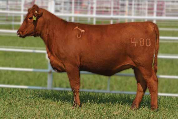 Fall Open Heifers 1 Sire of s 1 & 2 - Yardmaster Dam of s 1 & 2 - Jewels The successful purchaser will be purchasing this Yardmaster 125Y heifer out of our Pandora Jewels 186Y donor cow.