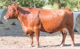 many years. Pandora has 136 progeny in the Red Angus registry and is the grand-dam of the Packer bull. Jewels is a quiet, 1375# cow with a good udder.