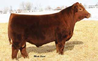 Yardmaster 125Y females have been in high demand at Solution Genetics in Iowa, Overmiller Red Angus in Kansas, as well as other places.