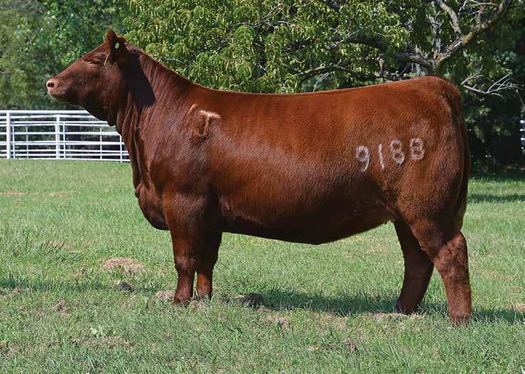 We are pleased to offer these great females in the Under the Influence & More Mulberry Mayhem Sales! RHODES AUSTINA SELLS!