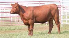 She has more shows in her future before becoming a feature cow in a top Red Angus herd.