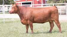 a 3-year-old Mulberry 26P daughter out of the Red Soo Line Annie 8509 donor cow, pictured below.