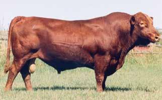 He has been successful in siring show cattle and breeding cattle. We believe this is a female that would turn some heads in a show halter and then make a very successful breeding animal.