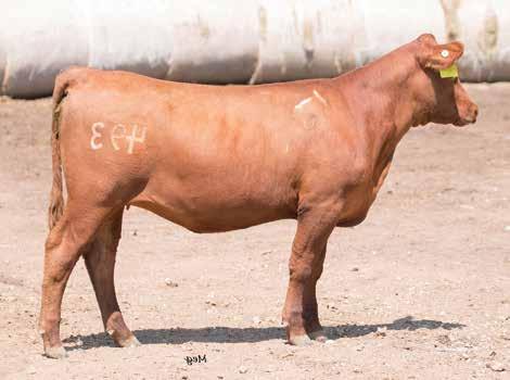 Fall Open Heifers 7 Dam of s 7 & 8 - Lana Selling Pick! Winner bidder gets choice and then remaining heifer will be offered again.
