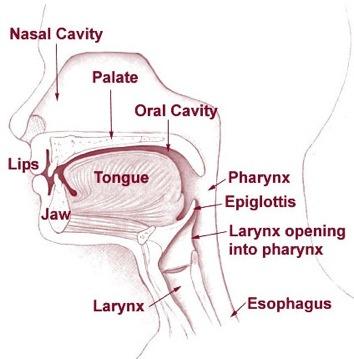 ! SUPERIOR SINGING MANUAL Much of the resonance takes place in the pharynx, which leads up to the nasal cavity and down the larynx to the other resonators where the sound vibrates.