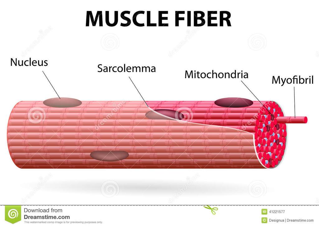 II. Physiology of Skeletal Muscle Cells (or Muscle Fibers) A. Diagram of a muscle fiber: B. Enormous, large diameter and up to long. C. Multinucleated 1. Hundreds of just below the sarcolemma.