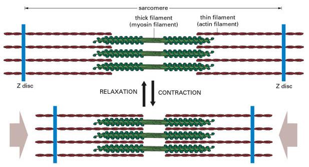 F. Sarcomere (sarkos = flesh, meros= part) 1. Myofibrils are divided into sections called sarcomeres. 2. The sarcomere is the functional unit of a myofibril. 3.