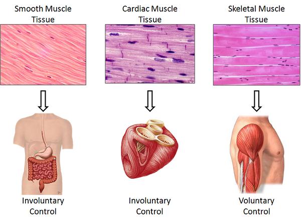 III. Types of Muscle Tissue A. muscle (striated, voluntary) 1. Connected to and responsible for the movement of bones. 2.