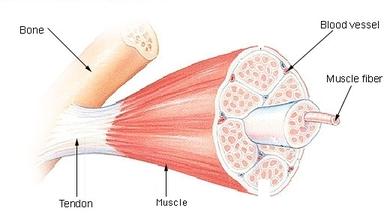 IV. Functions of Muscles A. Allows 1. Movement of - skeletal muscles move the body by on bones of skeleton. 2. Movement of : A. muscle tissues pushes blood through the circulatory system. B.