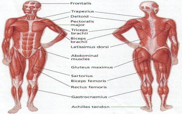 VI. Skeletal Muscles A. Physiology 1. Must work in 2. Muscles bones (Biceps pull forearm up, triceps pull forearm down.) 3.