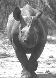 Chapter 2 African Rhinoceroses: a Continental Overview There are five species of rhinoceros: three in Asia and two in Africa.