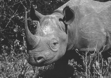 Black rhino (Diceros bicornis), Kenya. Peter Jackson Figure 2.