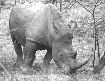 more black rhinos than now exist across the whole of Africa (2,600 individuals).