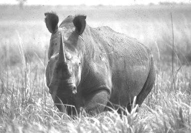 Northern white rhinoceros (Ceratotherium simum cottoni), Garamba National Park, Democratic Republic of the Congo. WWF-Canon/Kes & Fraser Smith Figure 2.5.