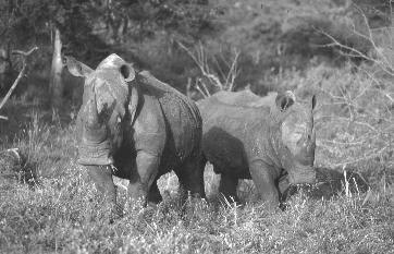 Chapter 3 Rhinoceros Populations in the Wild and Semi-wild Wild, semi-wild, and captive populations: definitions The following definitions have been developed and adopted by the African Rhino