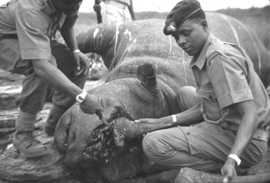 Dead rhino found with its horn removed, Kenya.