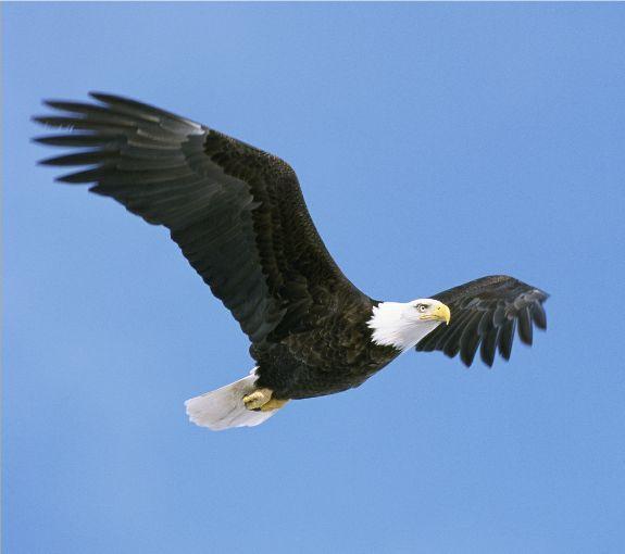 Birds: Want to Know More? Eagle Birds are a type of animal. For our lessons, we are going to focus on Eagles. Eagles can be found in many places across the United States of America.