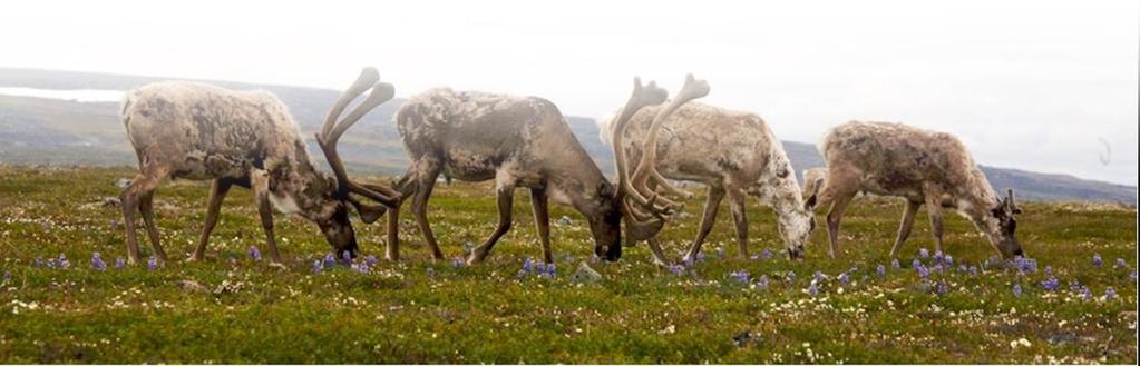CARIBOU HERDS MANAGEMENT PLAN Advisory Committee