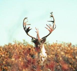 5.0 What Caribou Are We Talking About Barren-ground caribou occupying a large part of northern mainland NWT and western Nunavut are named by Inuit, Inuvialuit, Gwich in, Dene and Métis peoples in