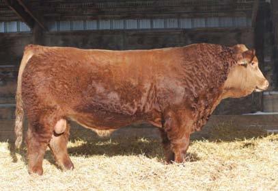 He will excel in the growth traits and will cover a lot of ground this coming breeding season.
