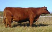 3 41 64 9 30-4 -2 100 691 1185 This stout bull has large testicles and a beautiful mother.