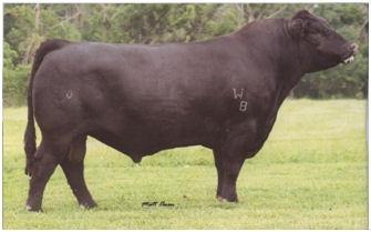 He is owned jointly with Spruce Grove Simmentals. He is deceased and his semen is very limited.