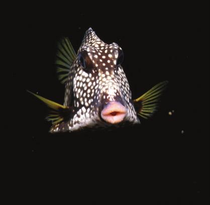 12. SmoothTrunkfish(Rhinesomustriqueter).Smoothtrunkfishcan befoundnearthereefsinsubtropicalwatersofthegulfofmexicoand Caribbean.