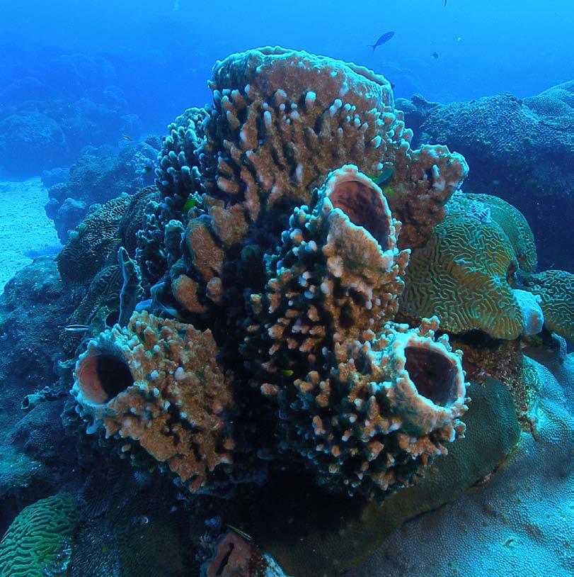 15. BarrelSponge(Xestospongia muta). These large sponges grow in solitary or multi-chambered barrels that can be up 2 meters wide. They have a red-orange coloration with a hard and jagged surface.