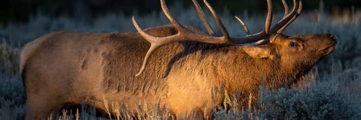 Elk Hunt eligibility and Application Information Applying for elk Applicants can apply for both antlered and antlerless elk in the same draw period. This is for elk only.