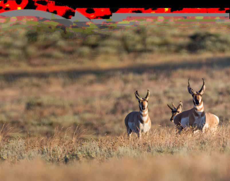 Antelope Hunts Nonresident Antelope Hunts NONRESIDENT ANTELOPE HORNS LONGER THAN EARS ANY LEGAL WEAPON HUNT 2251 For Bonus Points Only Use Bonus Point Code: OBP 2015 QUOTA 011 280 Aug 22 - Sept 7 8