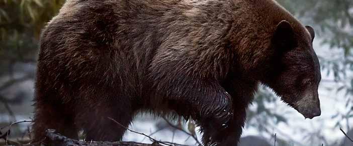 Black Bear HUnts Black Bear Resident Black Bear Hunts RESIDENT BLACK BEAR EITHER SEX ANY LEGAL WEAPON HUNT 6151* For Bonus Points Only Use Bonus Point Code: BRR HUNTER CHOICE 2015 QUOTA Nonresident