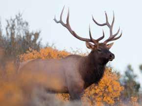 Elk Hunts Elk Resident Elk Depredation Hunts (Bonus points not earned on depredation hunts) RESIDENT ELK ANTLERED ANY LEGAL WEAPON DEPREDATION HUNT 4102 Special Regulations: Eligibility restrictions