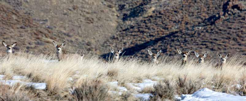Nevada 2016 BIG GAME SEASONS AND APPLICATIONS * CONTENTS Welcome Letter...2 Department of Wildlife Offices...4 Hunting Licenses, Tags and Stamp Fees...6 General Provisions.