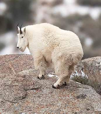 Mountain Goat Hunts Nonresident Elk Hunts (Continued) NONRESIDENT ELK ANTLERED MUZZLELOADER HUNT 4256 For Bonus Points Only Use Bonus Point Code: RBP 2015 QUOTA 061, 071 610 Sept 1 - Sept 16 4 062,