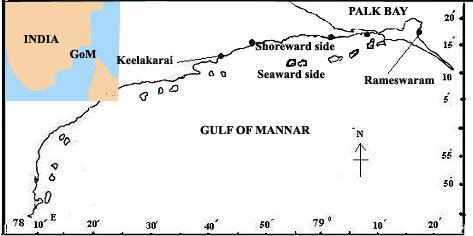Fig. 1: Distribution of seagrass the coral reef ecosystem of the Gulf of Mannar region due to increase in fishing and anthropogenic activities.
