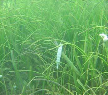 Seagrass biomass (gdwt/m ) 2 3 25 2 15 1 5 Total seagrass biomass Seagrass biomass Epiphytic biomass Fig. 5: Epiphytic biomass of seagrass in the coral reef ecosystem of Gulf of Mannar a.