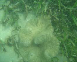 6: Seagrass associated fauna in the coral reef ecosystem of Gulf of Mannar and fauna was observed like seaweeds, sponges, scleractinian corals, colonial zoanthid Palythoa, Ascidians, polychaete worms