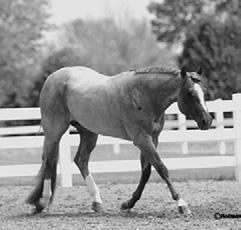 With only 16 foals to show, his get have amassed over 2,000 halter points, multiple World Championshipship and Reserve World Championships. AQHA Incentive Fund.