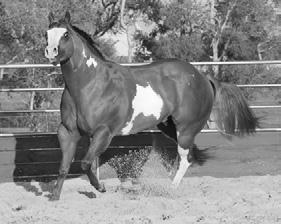 He sires correct conformation, athletic movement and excellent dispositions.