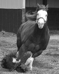 CKade s first foal crop has earned ove $12,000 as weanlings! AQHA Incentive Fund. Paul & Kristin Sadler 712-260-8000 4575 190th Ave. Linn Grove, IA 51033 info@sirepower.com sirepower.