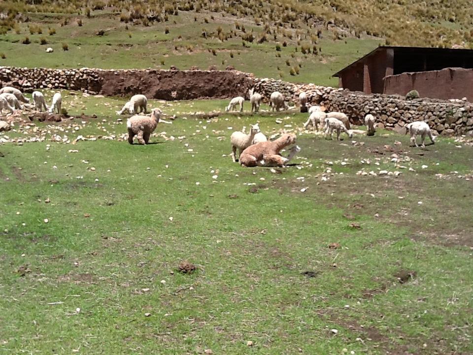 Nunoa Project male at work Salcaccancha This community has approximately 130 members in 23 families. They have approximately 400 alpacas and breed 260 females per year with 10 males.