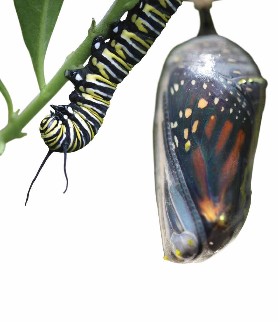 On the milkweed, Mrs. Carter saw the stages of the butterfly s life cycle. She turned a leaf and saw the tiny egg on the underside.