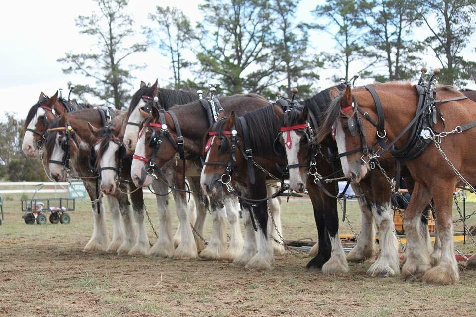 Commonwealth Clydesdale Horse Society Western Australian Branch CENTENARY HEAVY HORSE FAYRE CELBRATING 100 YEARS OF THE CCHS 1918-2018 Incorporating the CCHSWA State Show Championship Show 2018 2 ND