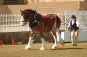******************************* Ferndales Clydesdale Stud