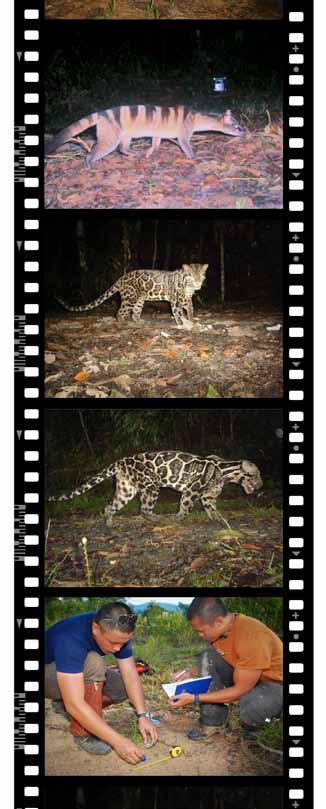 Sharing both habitat and conservation concerns are many at-risk species including the Sumatran tiger, flat-headed cat, marbled cat, Borneo bay cat, civets, and otters.