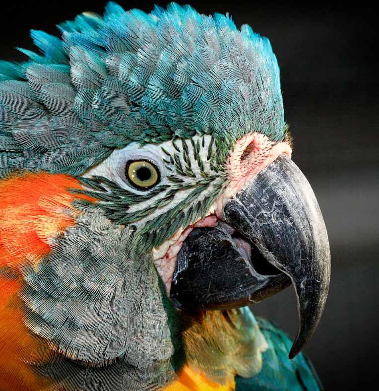 ENDANGERED SPECIES RESEARCH AND CONSERVATION Blue-throated Macaw This beautiful bird is one of the world s most endangered parrots, numbering in the low hundreds in the wilds of Bolivia.