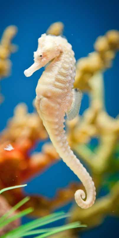 For nearly 10 years, PDZA visitors, charmed by the seahorses in the Zoo s award-winning Once Upon a Tide: A Seahorse Odyssey, have provided donations to support this important work. http://seahorse.