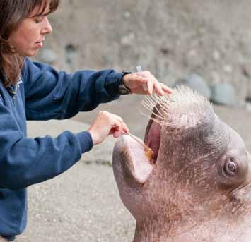 Walrus Reproduction PDZA scientists hope to identify factors contributing to the low reproductive success in zoo animals.